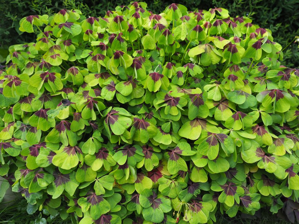 oxalis tetraphylla