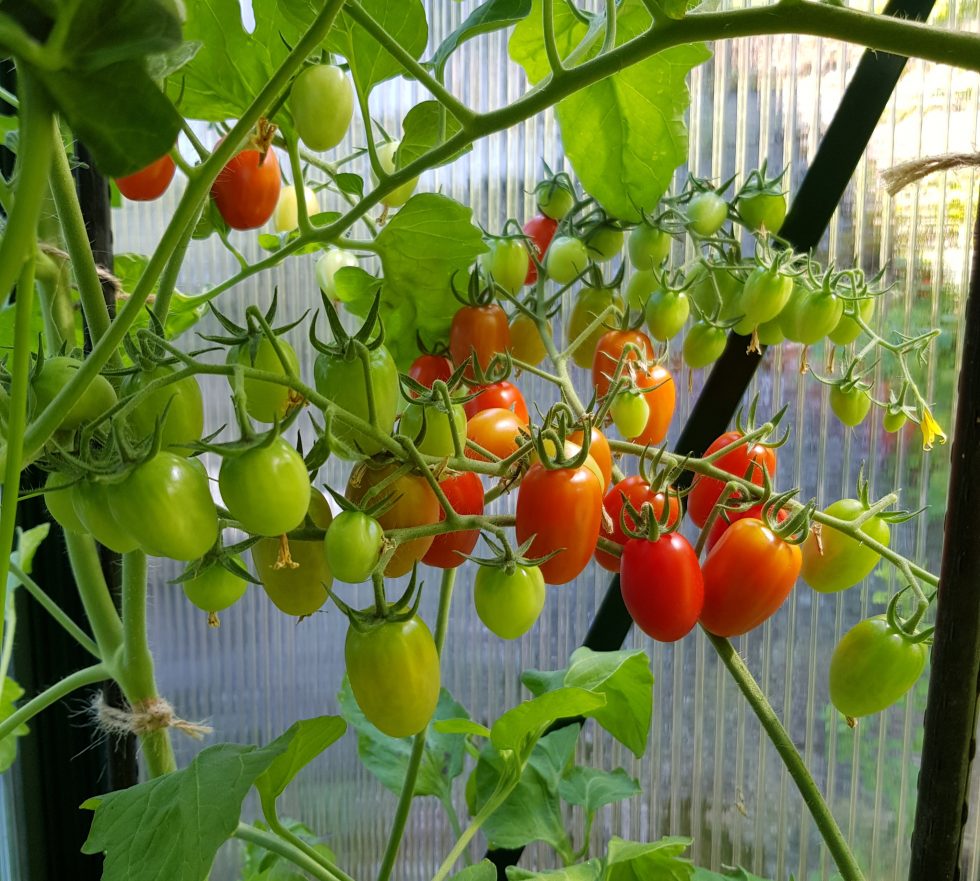 Plante tomater — slik gjør jeg for å få sterkere planter.