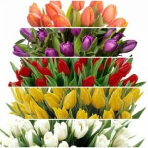 Tulpaner - välj själv färg på din tulpangåva. Skicka blommorna med ett blombud från Florister i Sverige.