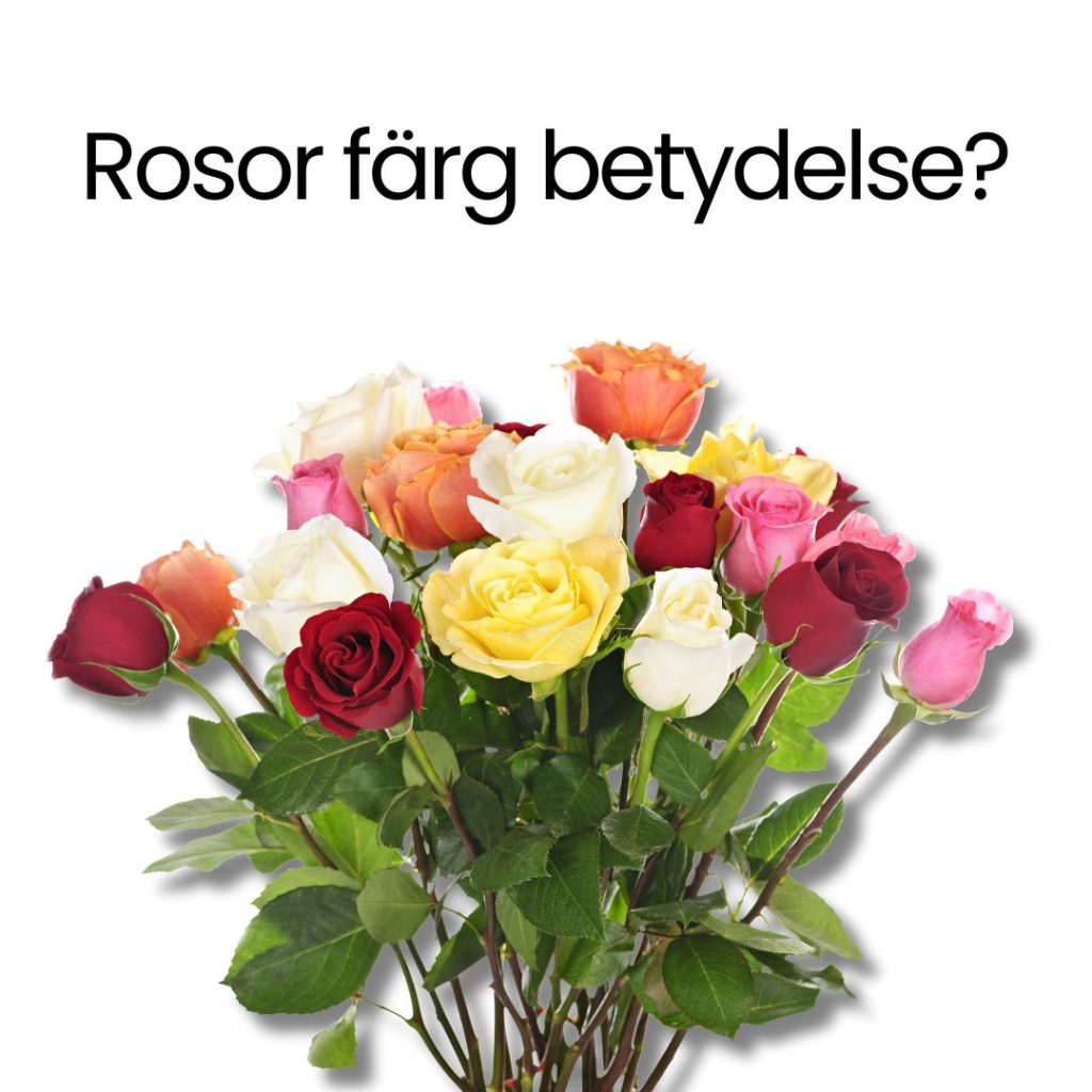 En bukett med färgglada rosor i olika färger med en rubrik ovanför som tyder_ Rosor färg betydelse.