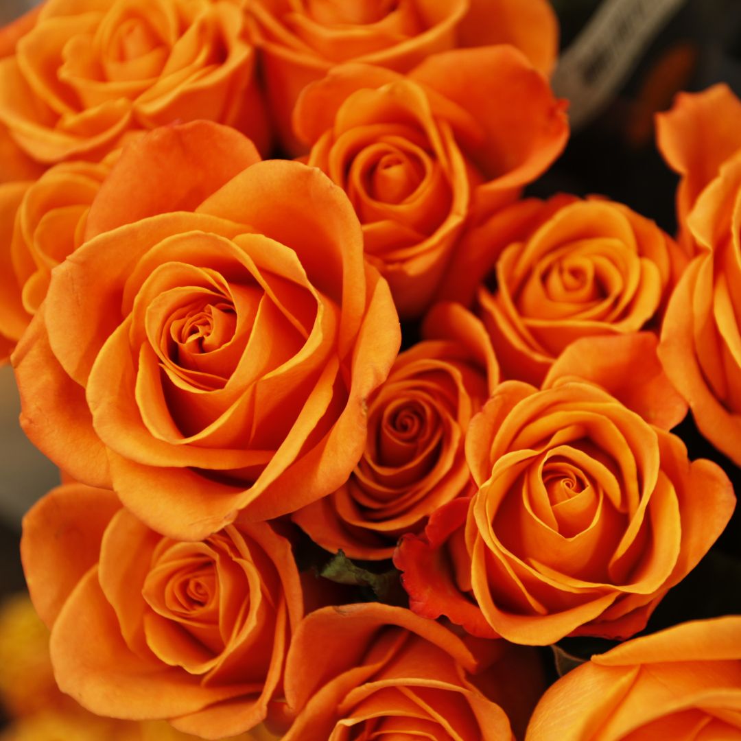 Bästa Orange Rosor - Hitta Bästa Blombud | Skickarosor.se