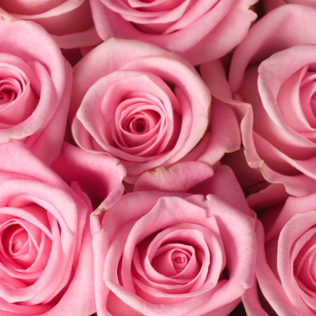 Rosa rosor bredvid varandra symboliserar en vacker beundran för en vän, kollega eller person som du är tacksam över och vill visa din uppskattning Rosa rosor bredvid varandra symboliserar en vacker beundran för en vän, kollega eller person som du är tacksam över och vill visa din uppskattning