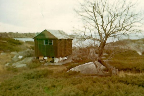 old_cottage_tree