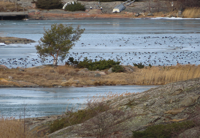 Tukkasotkat_Kokar