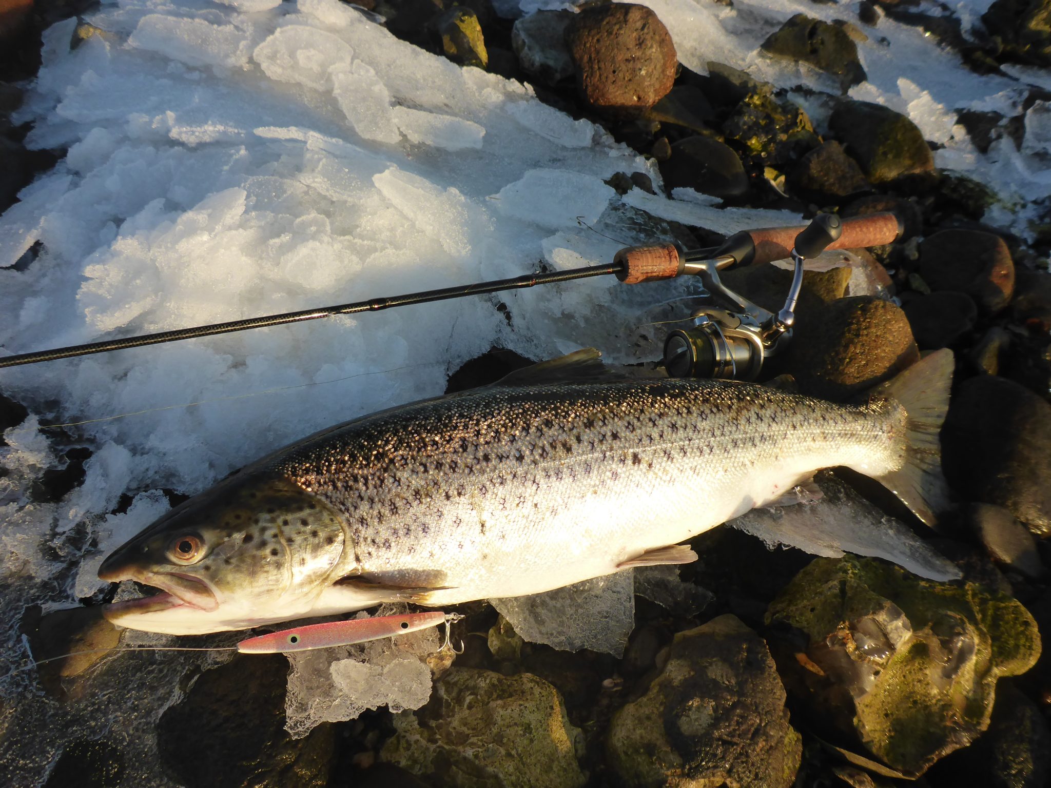 lystfiskeri i Skive Fjord om vinteren, er fangstgivende når det kommer til havørreder.