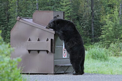 Black bear sniffing dumpster near Ice