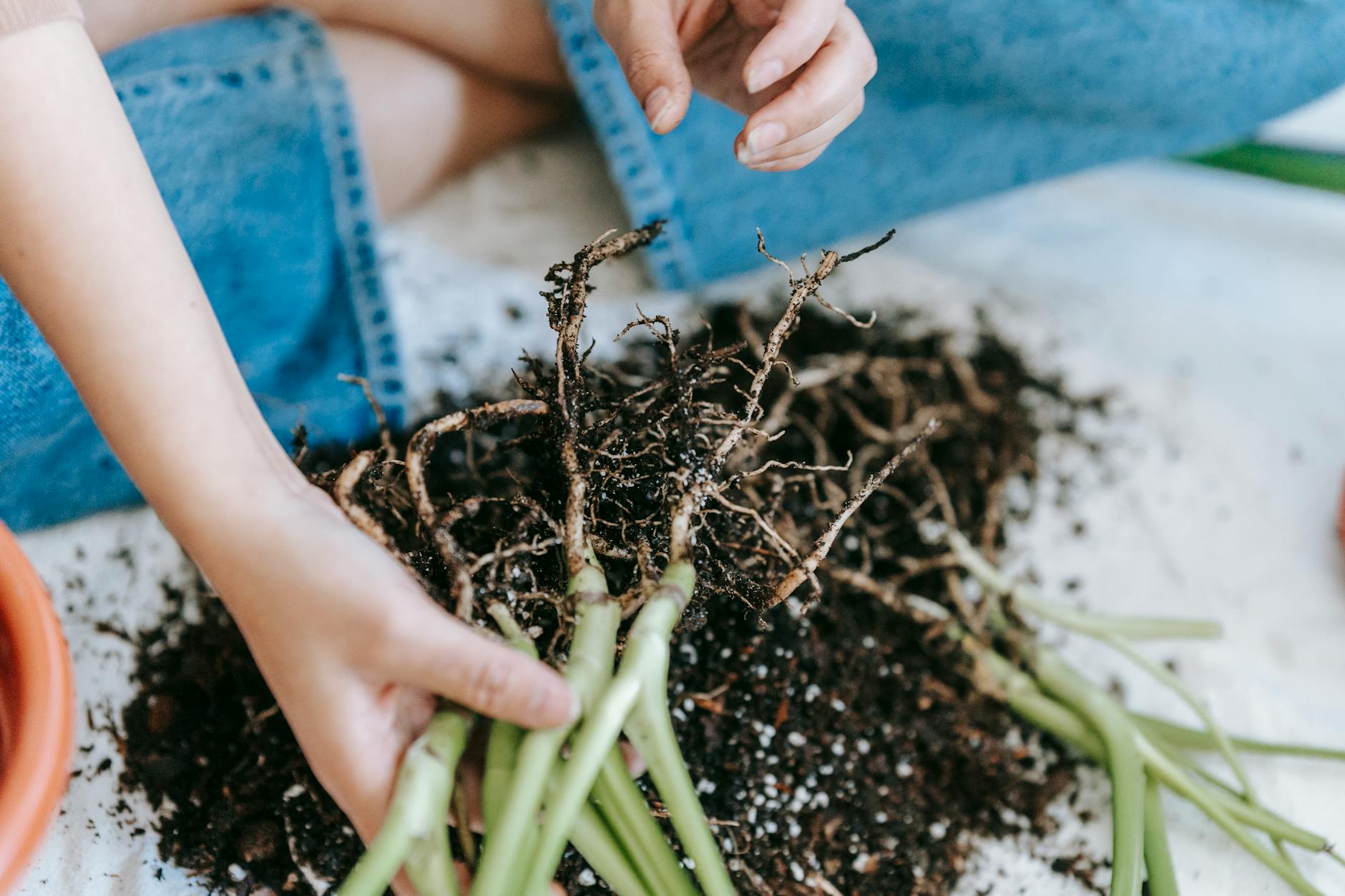 woman taking sprouts of home plants