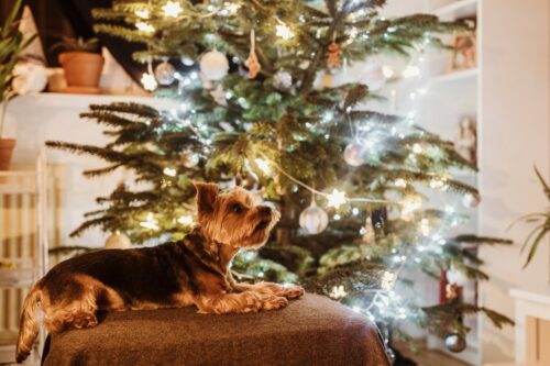 brown and black dog sitting on brown chair