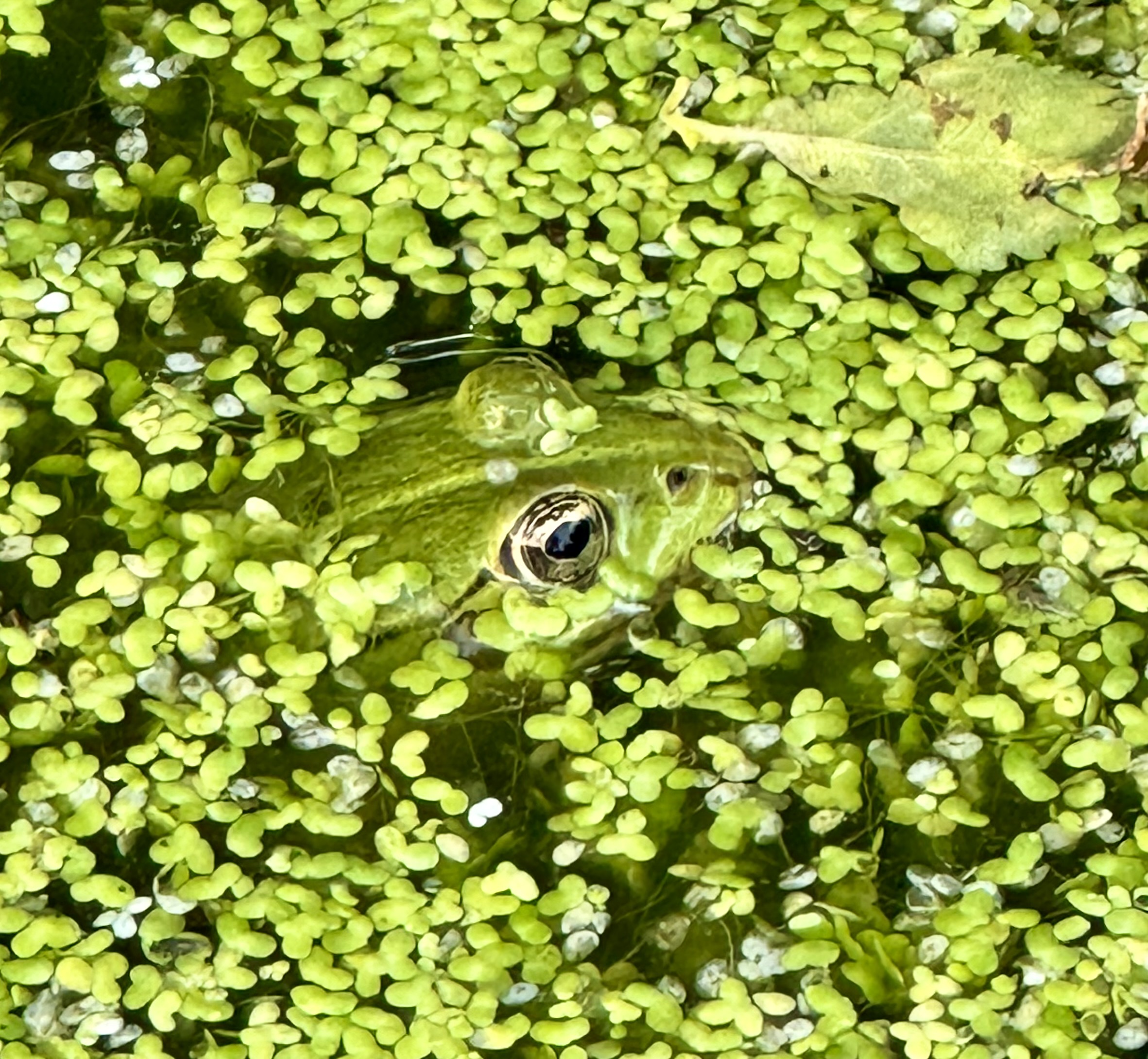 You are currently viewing Klokkefrø
