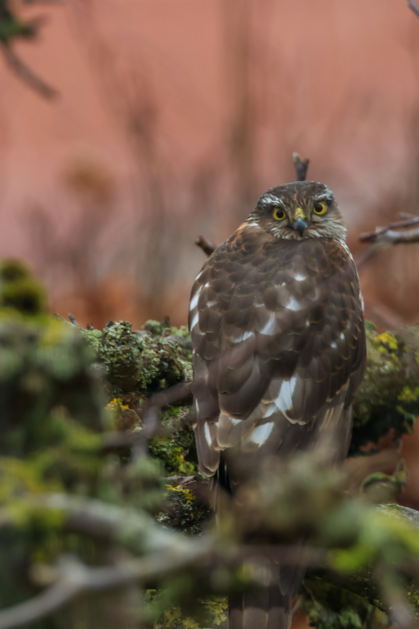 You are currently viewing Taget på fersk gerning …