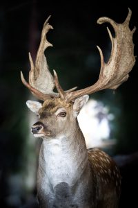 Read more about the article Den store Dåhjort