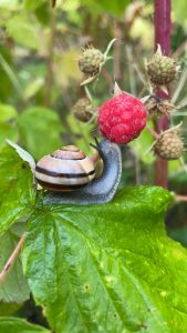 Read more about the article En heldig snegl