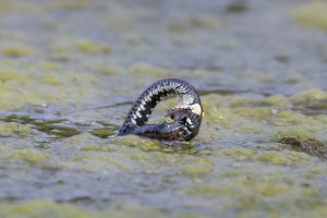 Read more about the article Snog der fanger en konge salamander