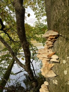 Read more about the article Naturens kunstværk