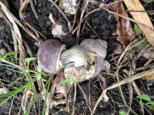 Read more about the article Vinbjergsnegle i sommerhumør