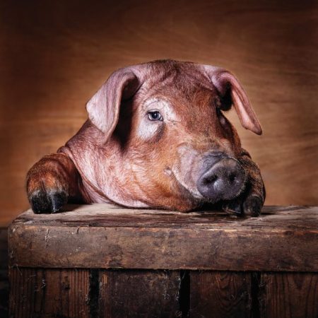 duroc varken