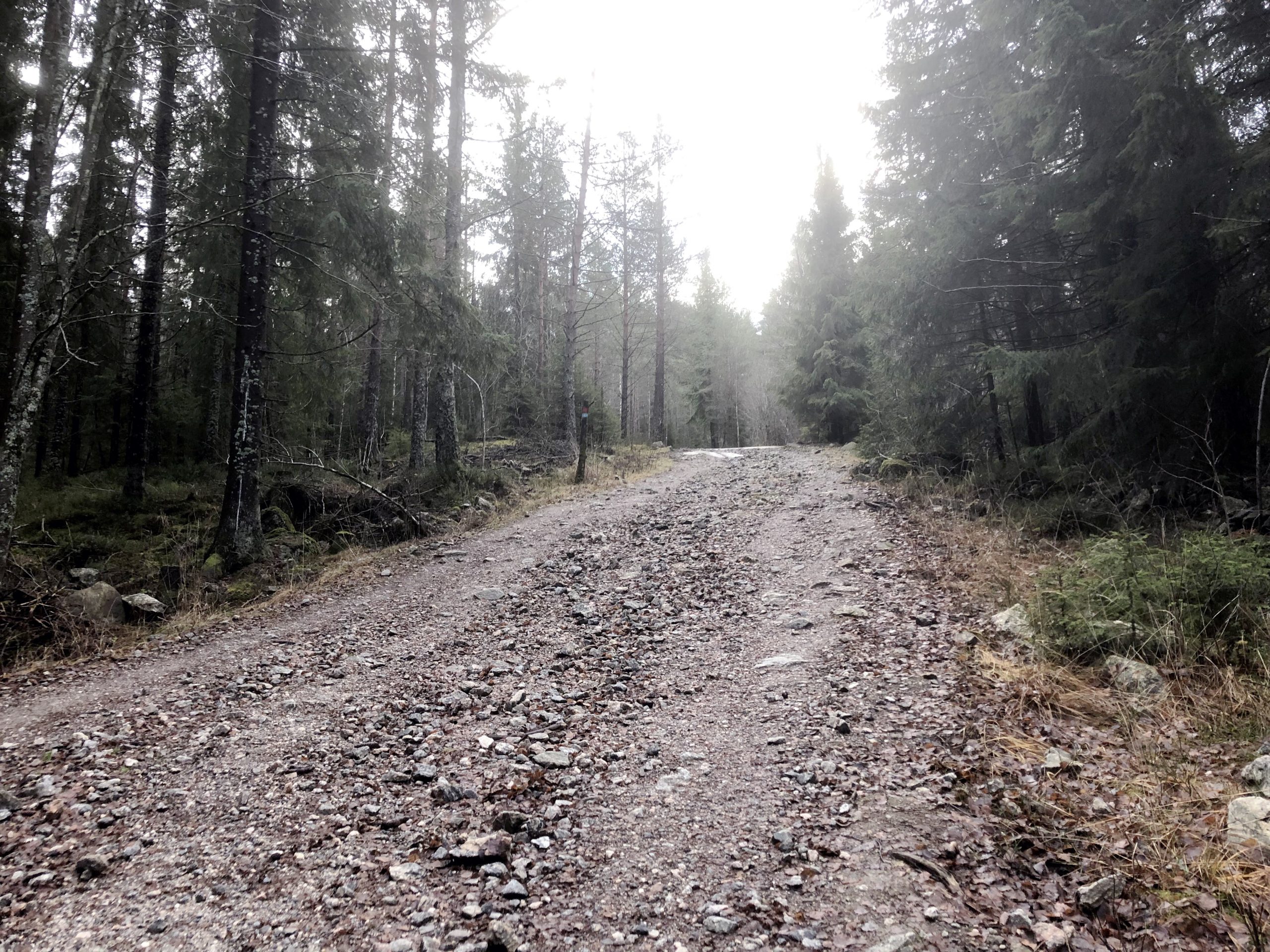 hjerneslag-kondisjonstrening skogen