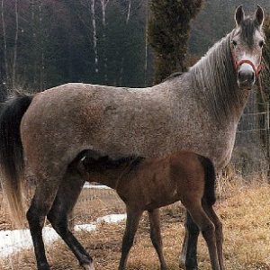 gomene1973bandosxgomora