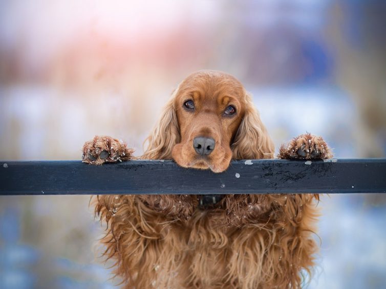 Hundträff – socialisering och aktivering