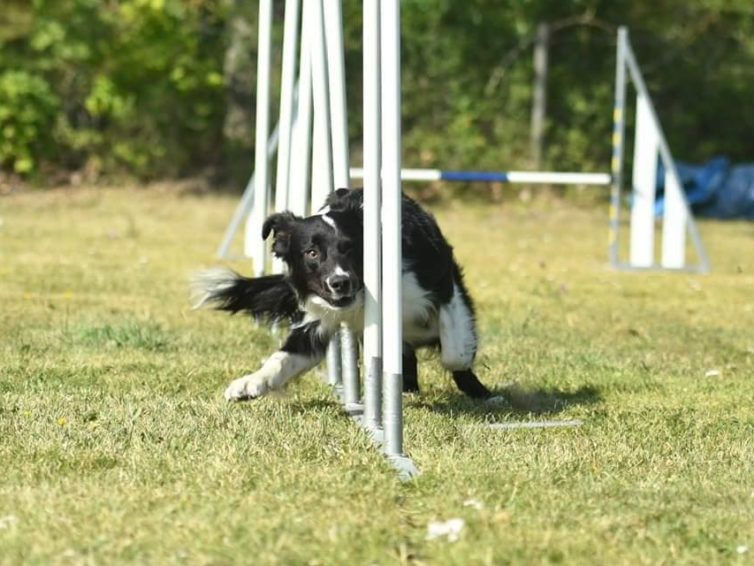 Årets agilityhund 2023