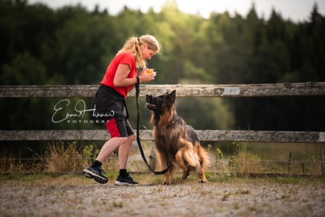 FÅ HUNDEN ATT VILJA VÄLJA DIG