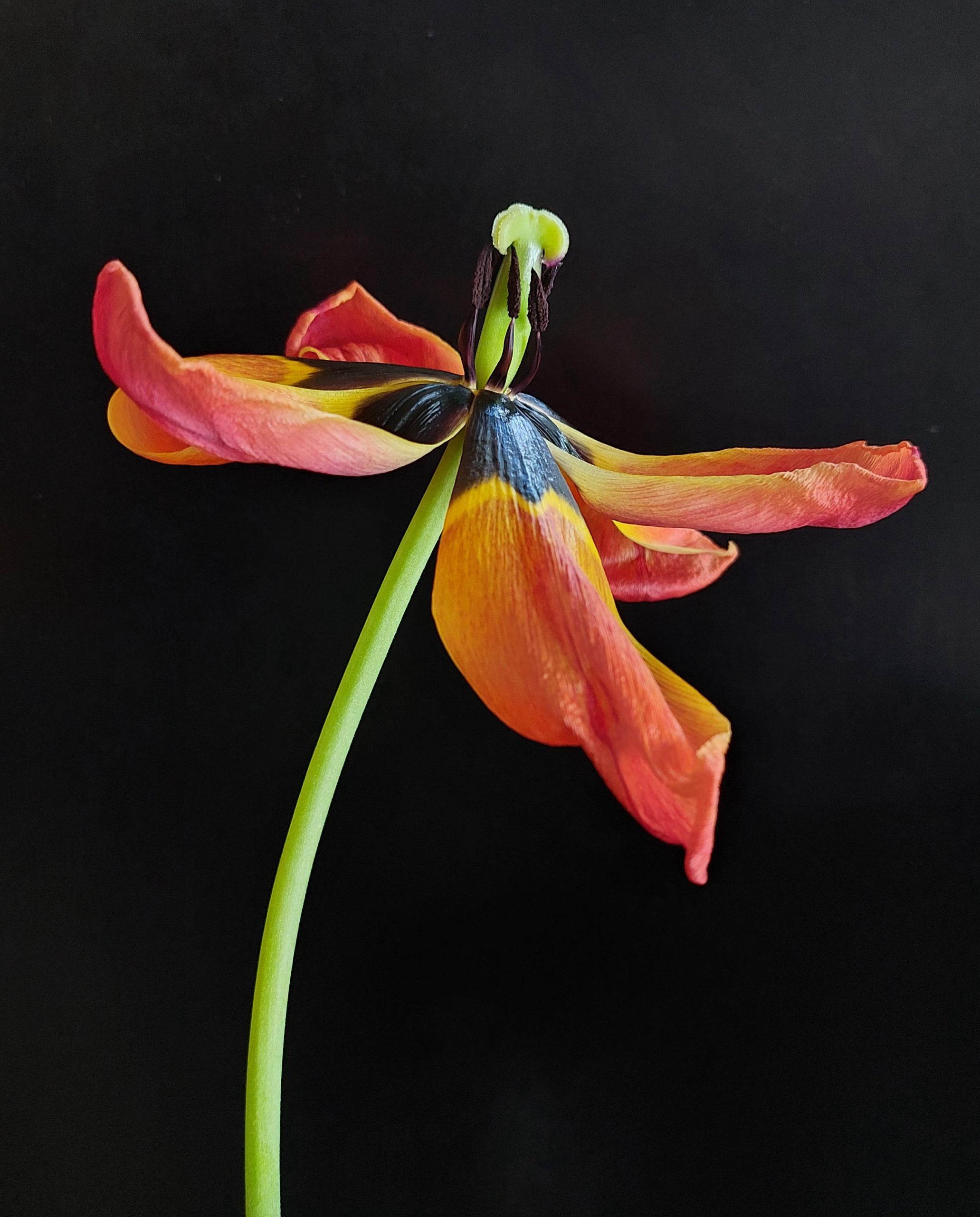 Cornelia