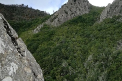 Montagne, forêt, palmiers, La Gomera