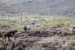 Boa vista