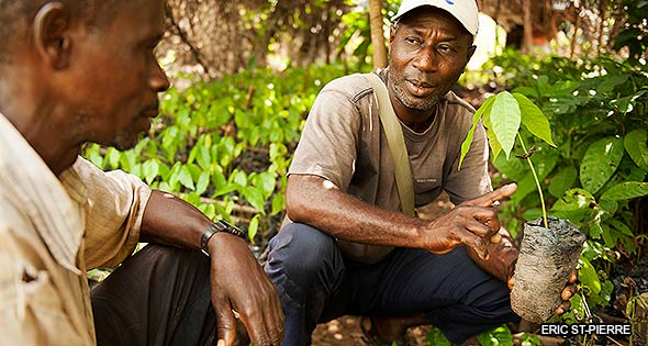 Cocoa farming