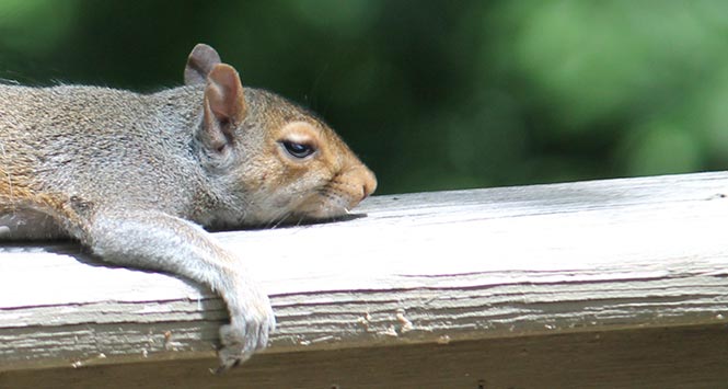 Tired-looking squirrel