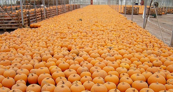 Pumpkins as far as the eye can see