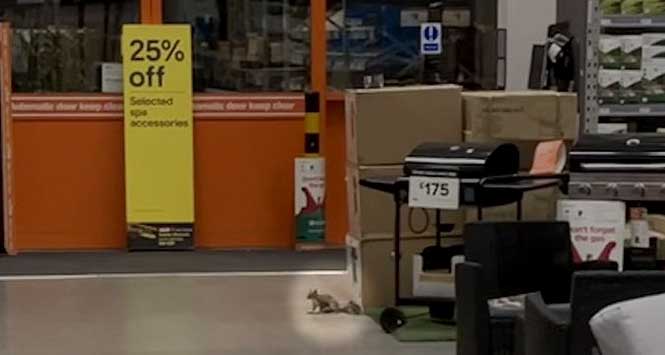 squirrel in B&Q