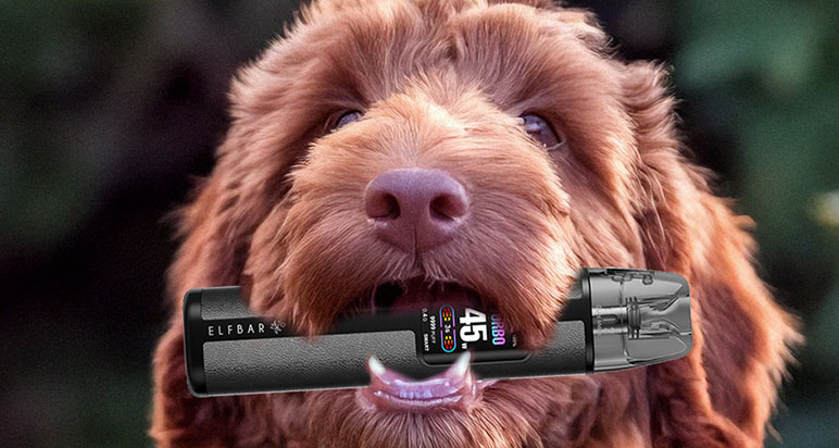 Labradoodle holding a vape in its mouth like a stick