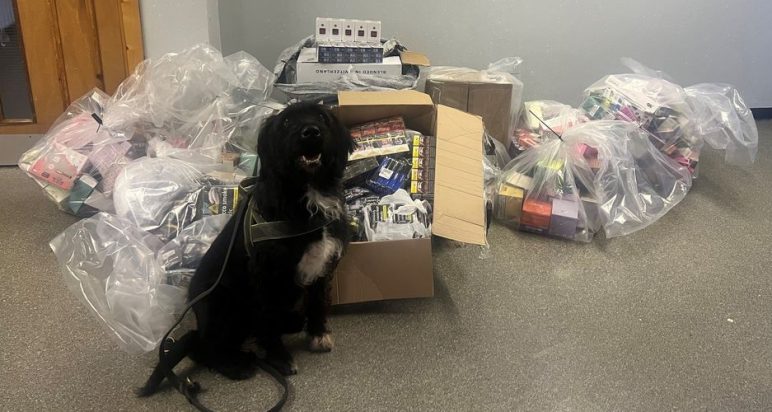 An image of Boo - Glasow's only tobacco-trained detector dog