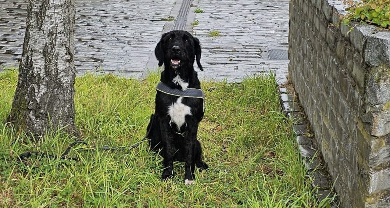 Boo the tobacco Detection Dog (1)