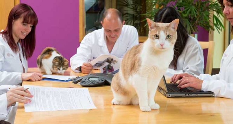 Cats sitting on desk