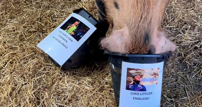 Truffle the psychic pig
