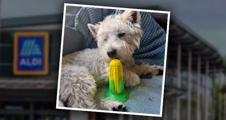 West Highland Terrier