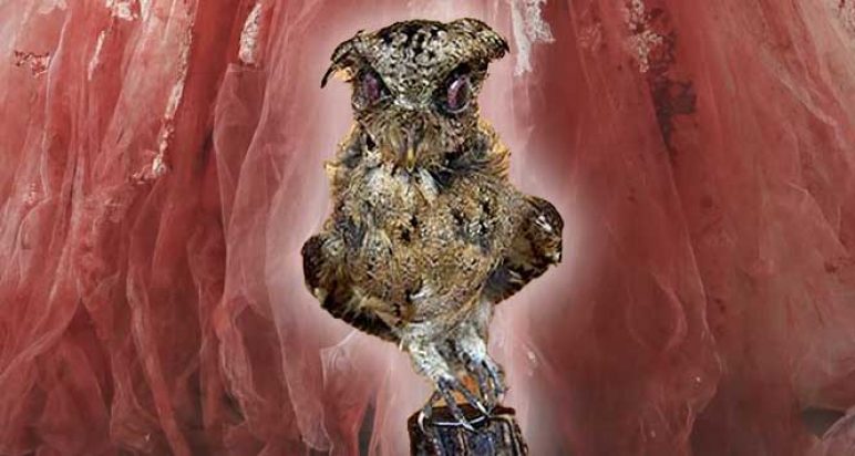 Stuffed owl