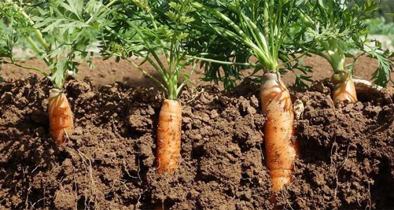 Carrots from the Organic Market Report