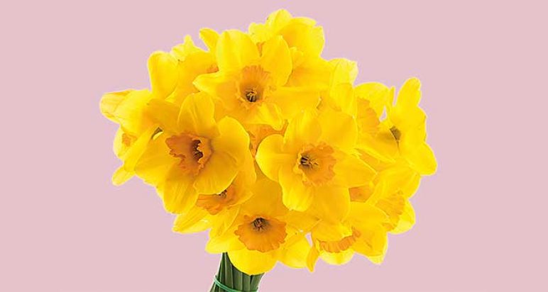 daffodils