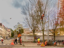 Strax utanför Handelshögskolan beskärs träden