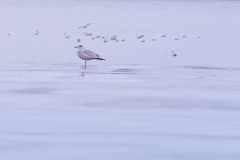 På Marieholmsgatan, v id älven, finns en betongplatta och där samlas fåglar. När jag närmade mig dem, flög alla utom denna längre bort. Kan den varas en attrapp?
