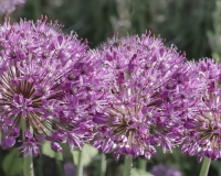 Macro blommor, Allium