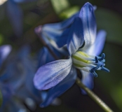 Macro Scilla