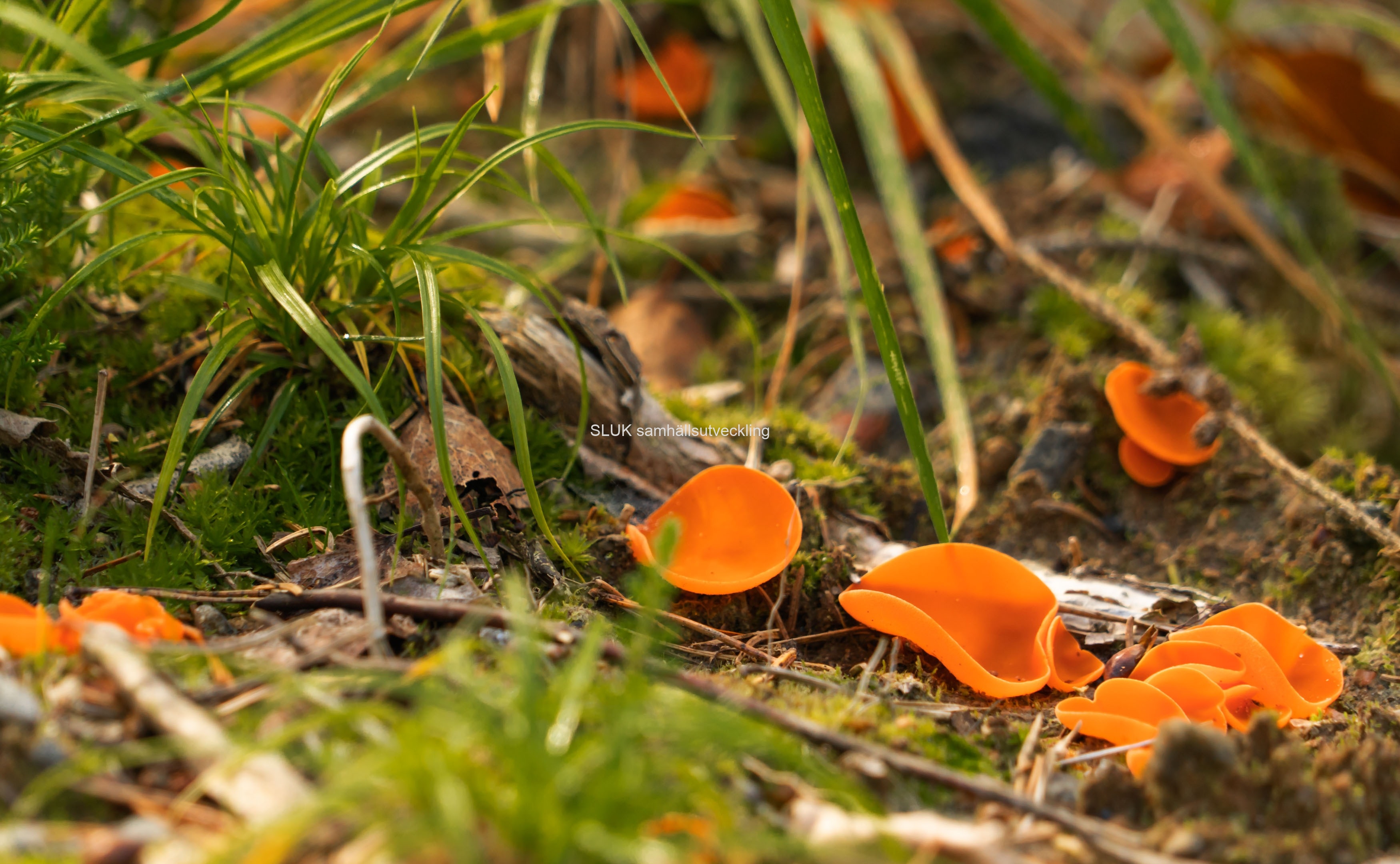 Orange svampar