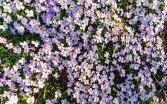 Lila vårblommor i Salamina, Grekland