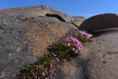 Vårblomning blandklipporna, Ramsvikslandet