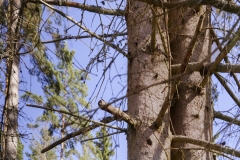 Död tall, barkborren har varit där