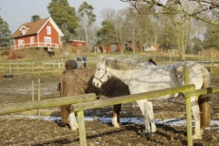 Hästar Jonsered år 2017